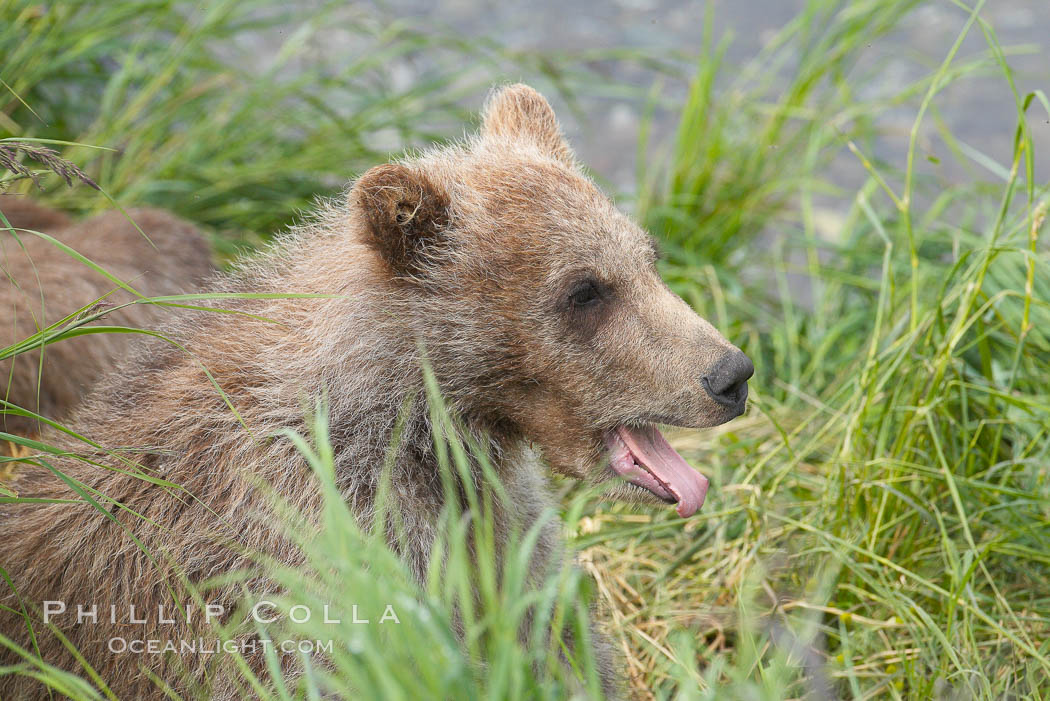 Brown bear cub, a few months old. Brooks River, Katmai National Park, Alaska, USA, Ursus arctos, natural history stock photograph, photo id 17216