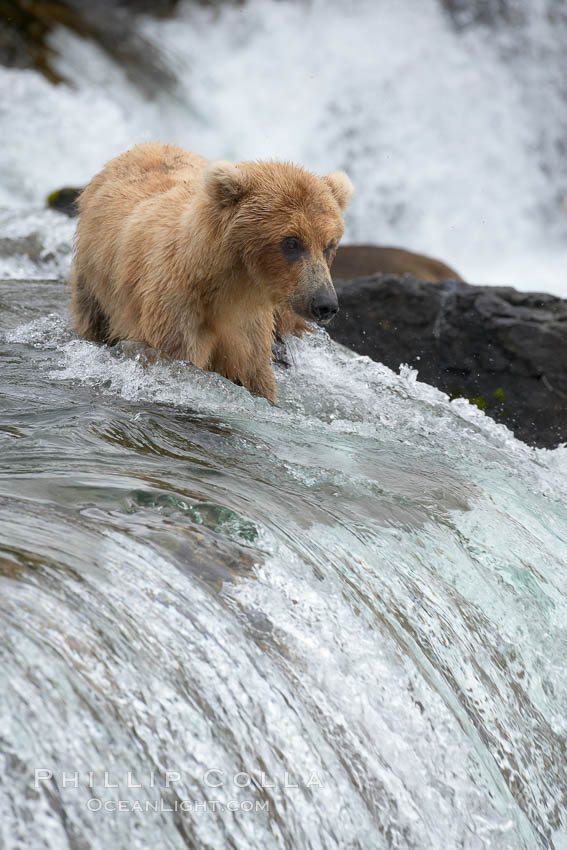 Brown bear cub wades across the Brooks River. Katmai National Park, Alaska, USA, Ursus arctos, natural history stock photograph, photo id 17268