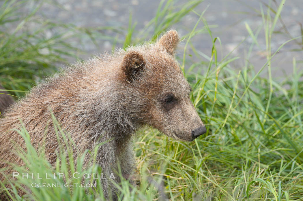 Brown bear spring cub, just a few months old. Brooks River, Katmai National Park, Alaska, USA, Ursus arctos, natural history stock photograph, photo id 17308