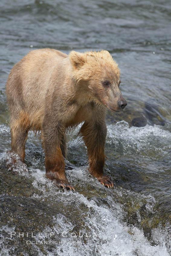 Brown bear spring cub, just a few months old. Brooks River, Katmai National Park, Alaska, USA, Ursus arctos, natural history stock photograph, photo id 17312