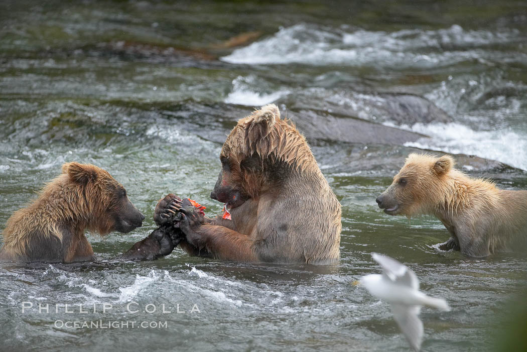 Brown bear mother feeds two of her three cubs a salmon she just caught in the Brooks River. Katmai National Park, Alaska, USA, Ursus arctos, natural history stock photograph, photo id 17340