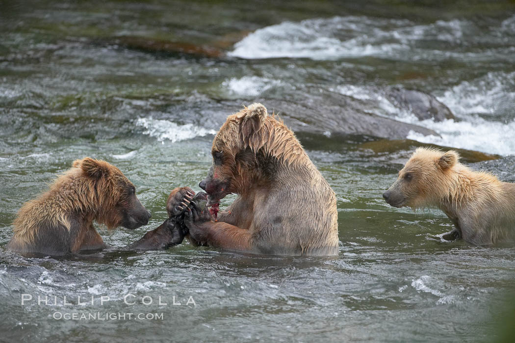 Brown bear mother feeds two of her three cubs a salmon she just caught in the Brooks River. Katmai National Park, Alaska, USA, Ursus arctos, natural history stock photograph, photo id 17107