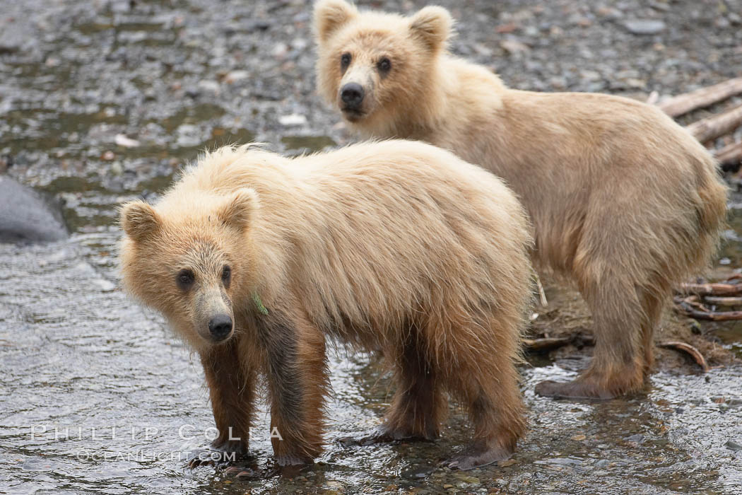 Brown bear spring cubs, a few months old. Brooks River, Katmai National Park, Alaska, USA, Ursus arctos, natural history stock photograph, photo id 17111