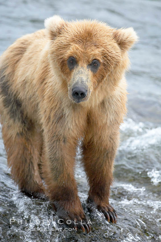 Brown bear cub. Brooks River, Katmai National Park, Alaska, USA, Ursus arctos, natural history stock photograph, photo id 17215