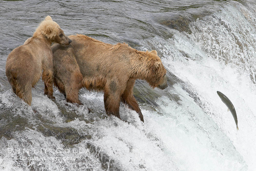 Brown bear cub learns to catch salmon by watching its mother, Brooks Falls., Ursus arctos, natural history stock photograph, photo id 17219