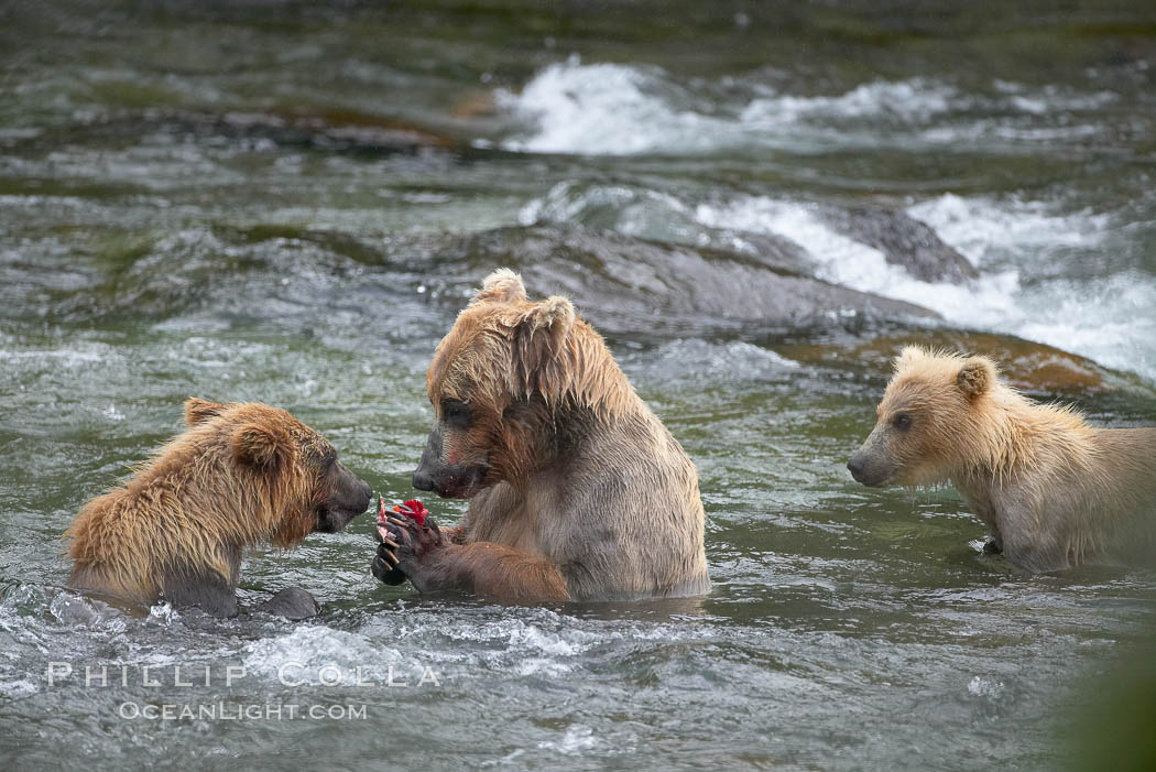 Brown bear mother feeds two of her three cubs a salmon she just caught in the Brooks River. Katmai National Park, Alaska, USA, Ursus arctos, natural history stock photograph, photo id 17267