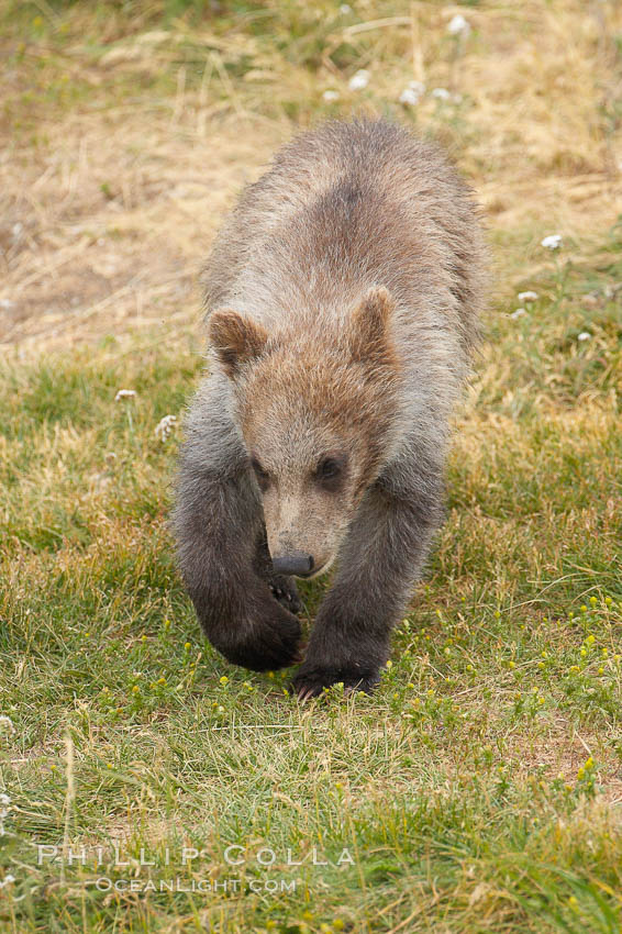 Brown bear spring cub, just a few months old. Brooks River, Katmai National Park, Alaska, USA, Ursus arctos, natural history stock photograph, photo id 17315