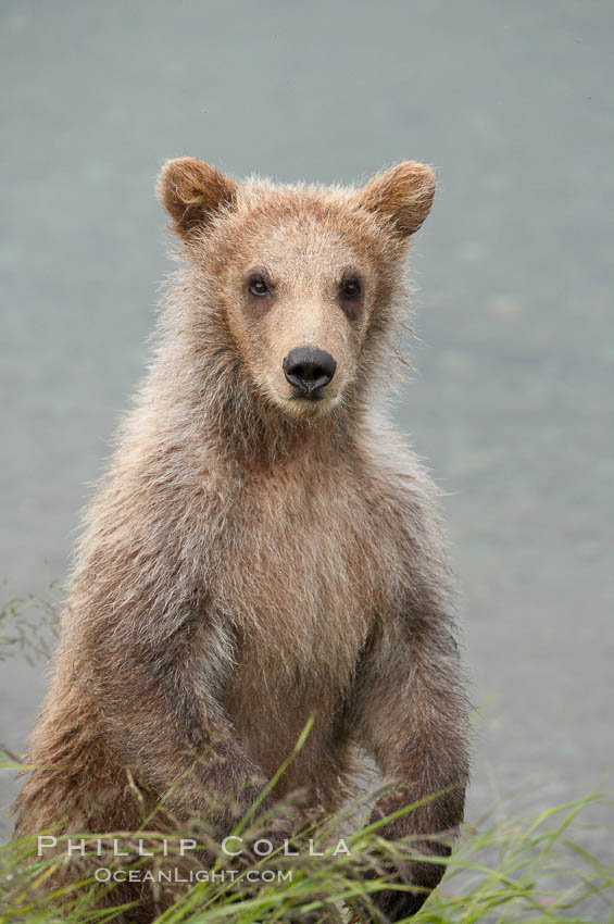 Brown bear spring cub, just a few months old. Brooks River, Katmai National Park, Alaska, USA, Ursus arctos, natural history stock photograph, photo id 17053