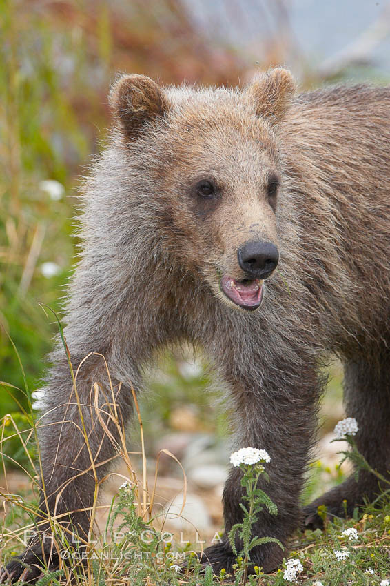 Brown bear cub, a few months old. Brooks River, Katmai National Park, Alaska, USA, Ursus arctos, natural history stock photograph, photo id 17213