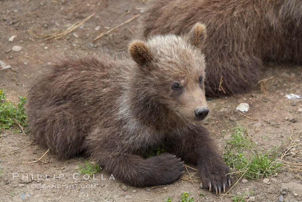 Brown bear spring cub, just a few months old, Ursus arctos, Brooks