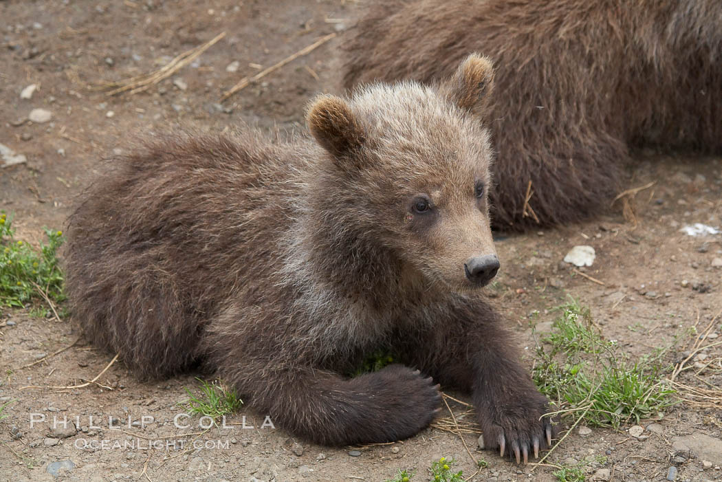 Brown bear spring cub, just a few months old. Brooks River, Katmai National Park, Alaska, USA, Ursus arctos, natural history stock photograph, photo id 17265