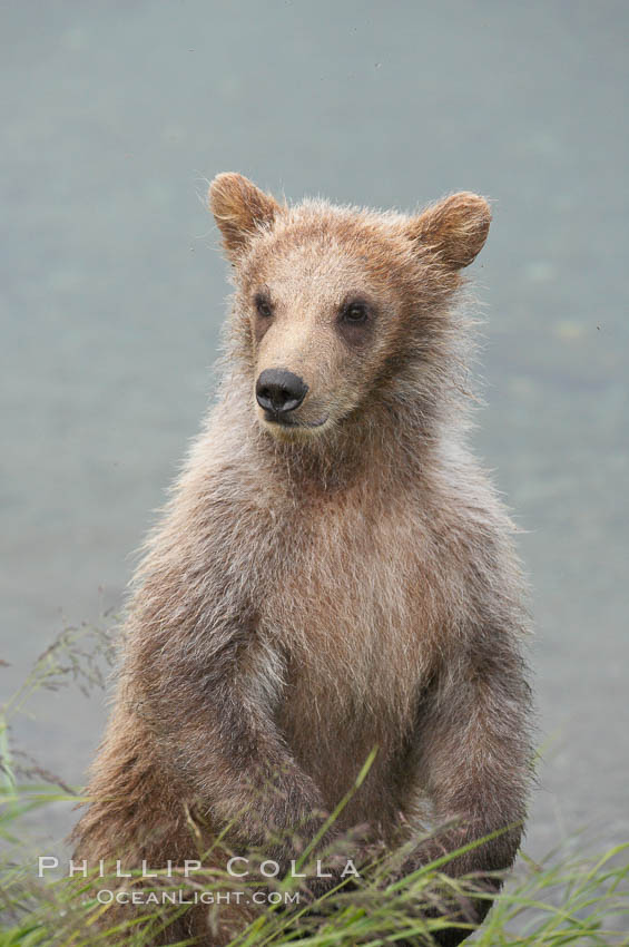 Brown bear spring cub, just a few months old. Brooks River, Katmai National Park, Alaska, USA, Ursus arctos, natural history stock photograph, photo id 17269