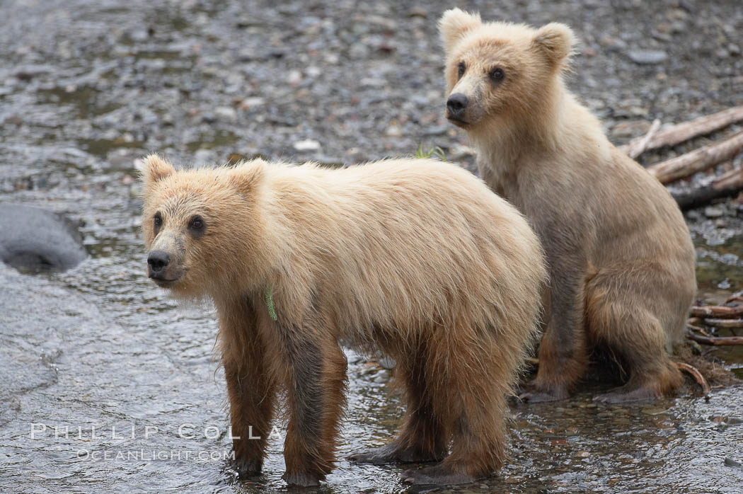 Brown bear spring cubs, just a few months old. Brooks River, Katmai National Park, Alaska, USA, Ursus arctos, natural history stock photograph, photo id 17313