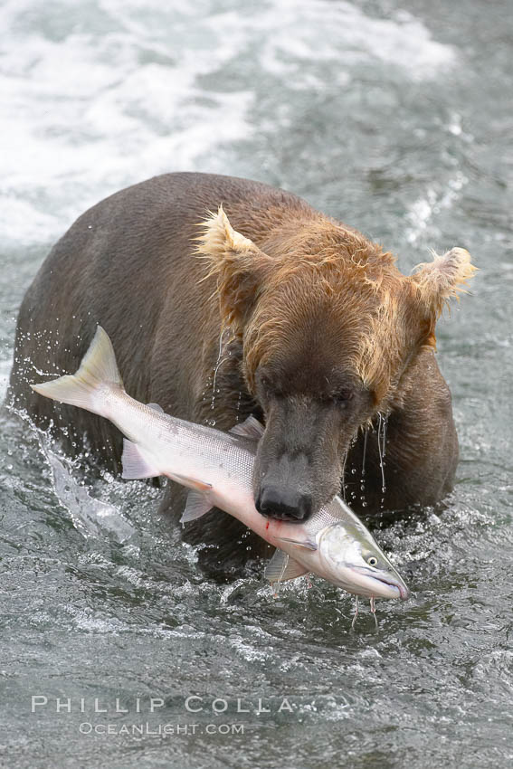 A brown bear eats a salmon it has caught in the Brooks River. Katmai National Park, Alaska, USA, Ursus arctos, natural history stock photograph, photo id 17294