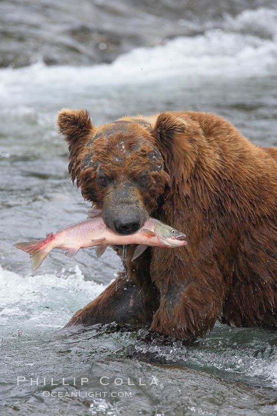 A brown bear eats a salmon it has caught in the Brooks River. Katmai National Park, Alaska, USA, Ursus arctos, natural history stock photograph, photo id 17346