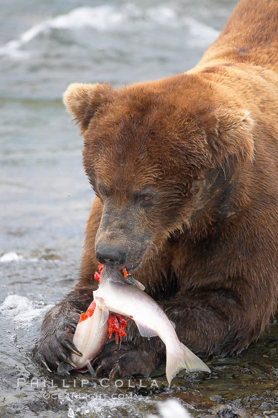 A brown bear eats a salmon it has caught in the Brooks River, Ursus