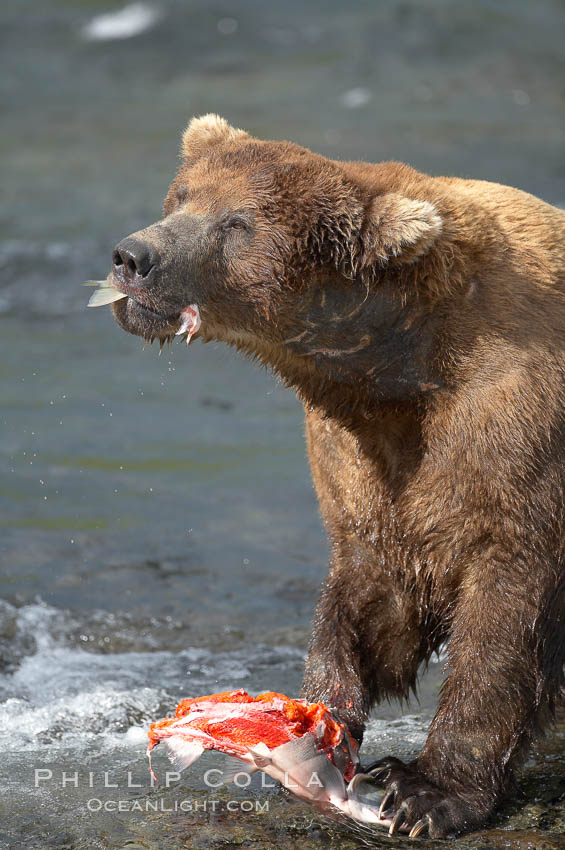 A brown bear eats a salmon it has caught in the Brooks River. Katmai National Park, Alaska, USA, Ursus arctos, natural history stock photograph, photo id 17288
