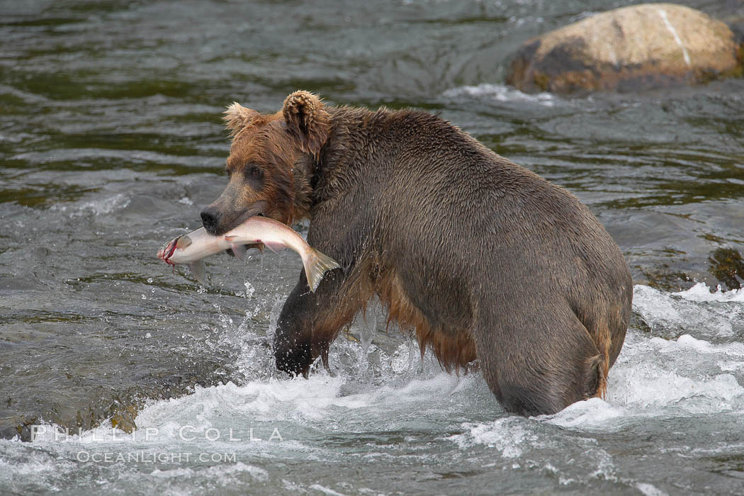 A brown bear eats a salmon it has caught in the Brooks River. Katmai National Park, Alaska, USA, Ursus arctos, natural history stock photograph, photo id 17320