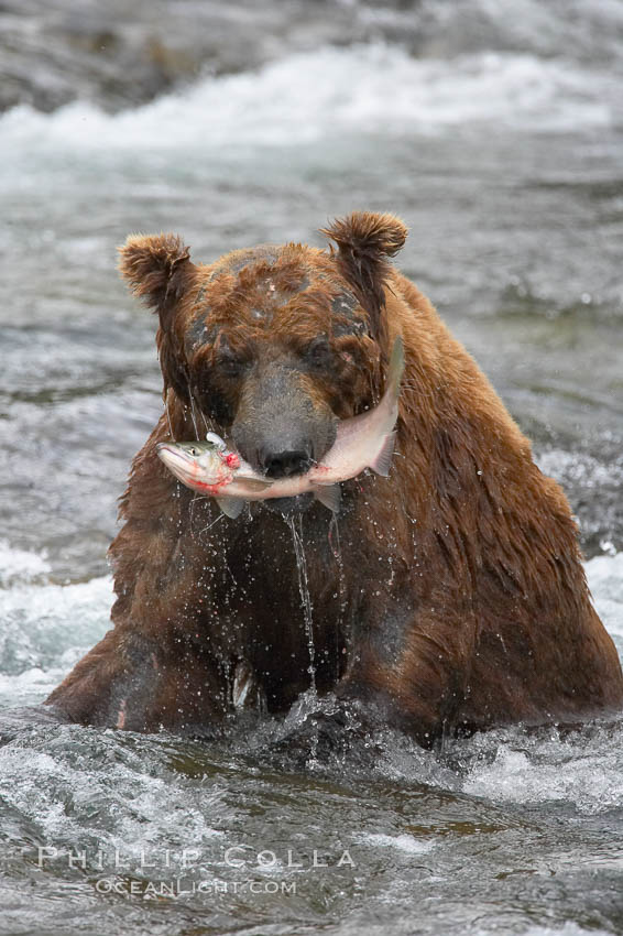 A brown bear eats a salmon it has caught in the Brooks River. Katmai National Park, Alaska, USA, Ursus arctos, natural history stock photograph, photo id 17324