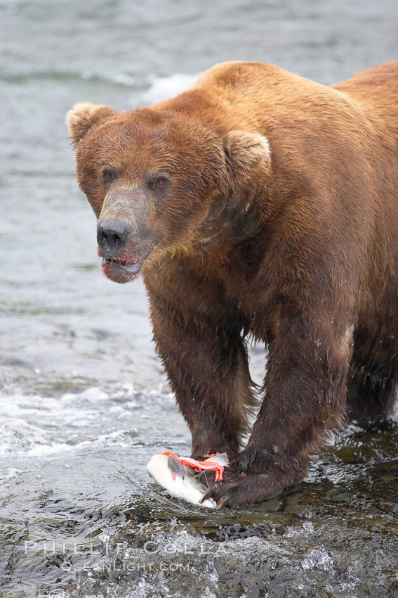 A brown bear eats a salmon it has caught in the Brooks River. Katmai National Park, Alaska, USA, Ursus arctos, natural history stock photograph, photo id 17344