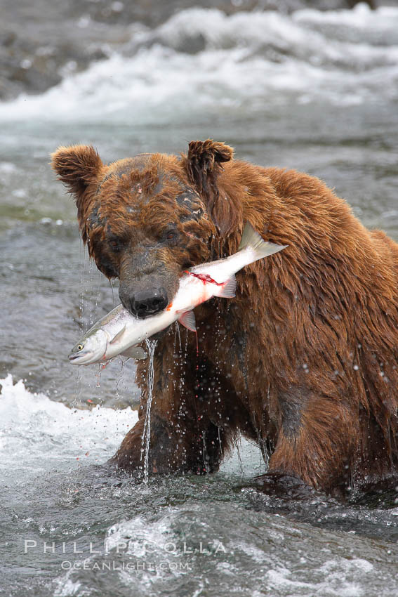 A brown bear eats a salmon it has caught in the Brooks River. Katmai National Park, Alaska, USA, Ursus arctos, natural history stock photograph, photo id 17051