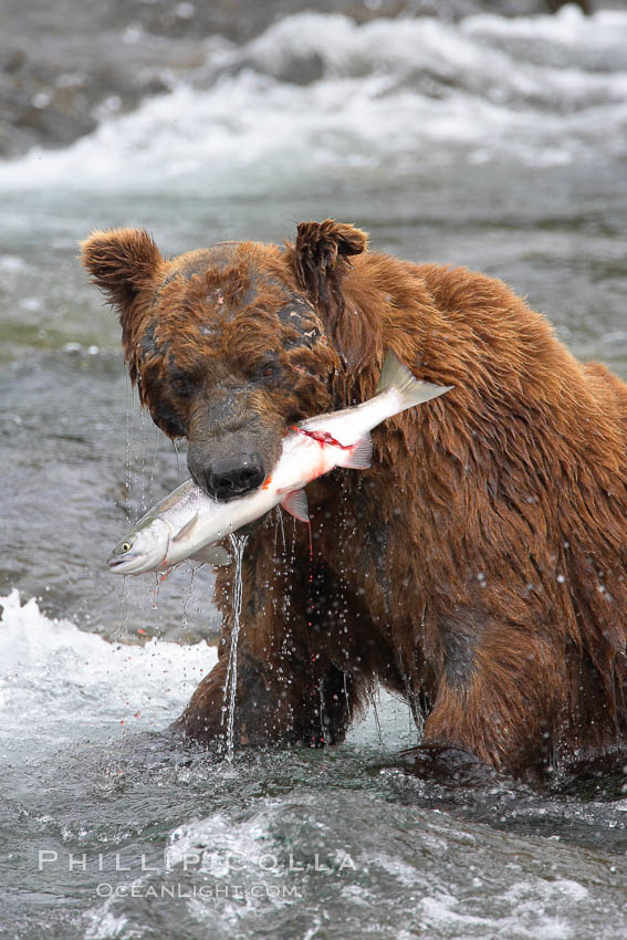 A brown bear eats a salmon it has caught in the Brooks River. Katmai National Park, Alaska, USA, Ursus arctos, natural history stock photograph, photo id 17051
