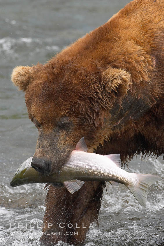 A brown bear eats a salmon it has caught in the Brooks River, Ursus