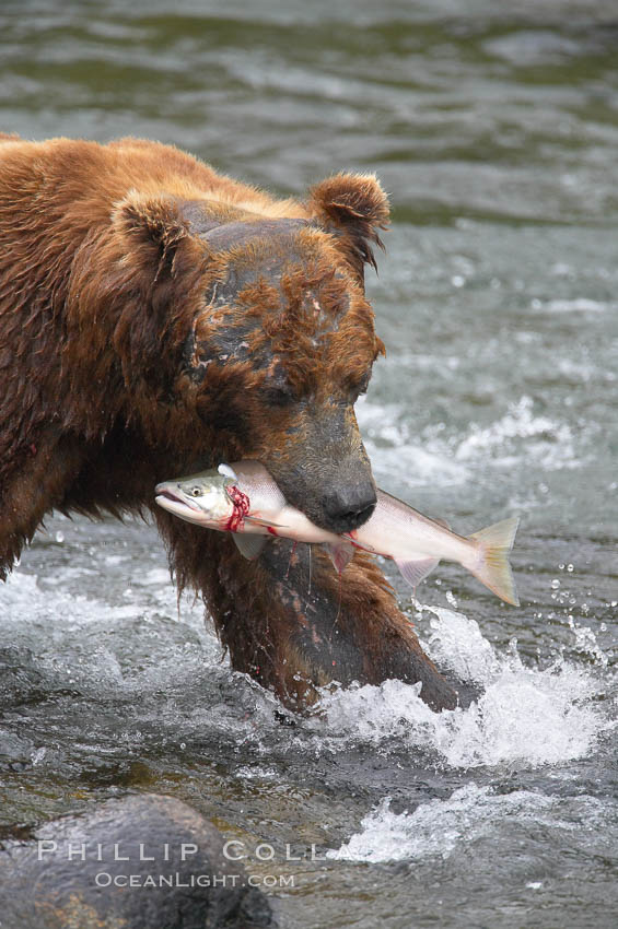 A brown bear eats a salmon it has caught in the Brooks River. Katmai National Park, Alaska, USA, Ursus arctos, natural history stock photograph, photo id 17327