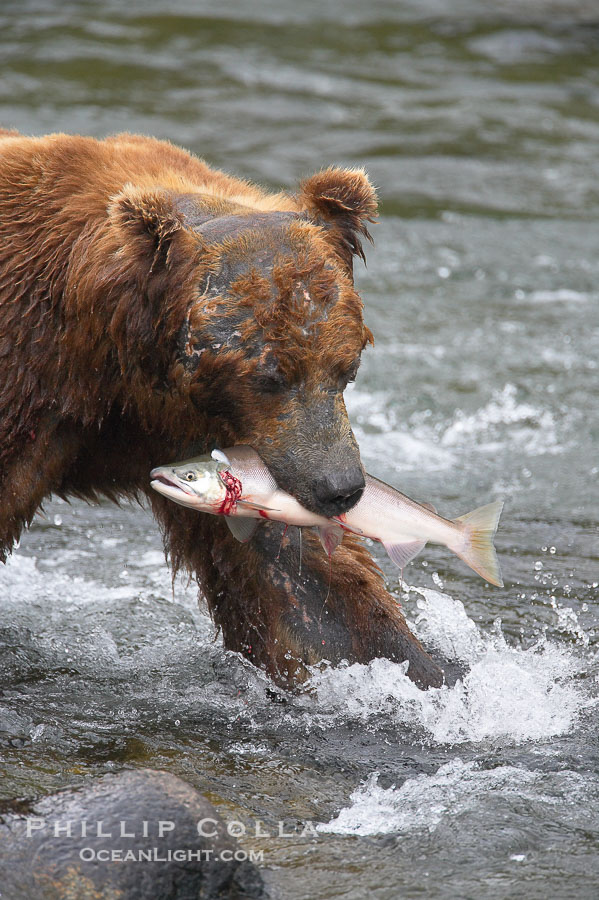 A brown bear eats a salmon it has caught in the Brooks River., Ursus arctos, natural history stock photograph, photo id 17327