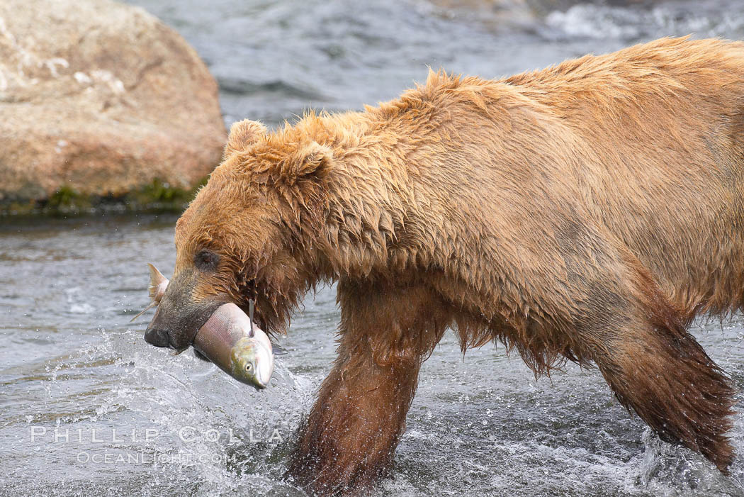 A brown bear eats a salmon it has caught in the Brooks River. Katmai National Park, Alaska, USA, Ursus arctos, natural history stock photograph, photo id 17245