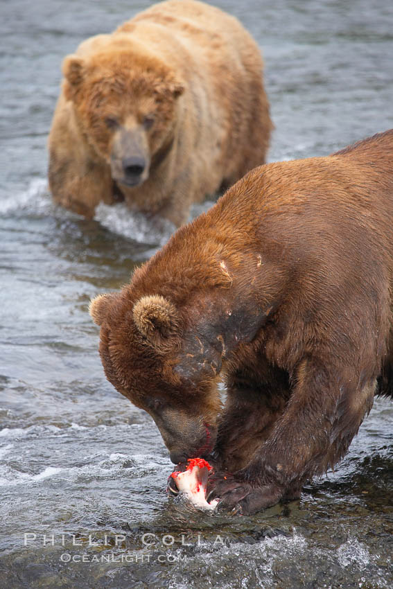A brown bear eats a salmon it has caught in the Brooks River. Katmai National Park, Alaska, USA, Ursus arctos, natural history stock photograph, photo id 17285