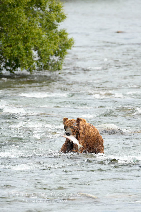 A brown bear eats a salmon it has caught in the Brooks River. Katmai National Park, Alaska, USA, Ursus arctos, natural history stock photograph, photo id 17289