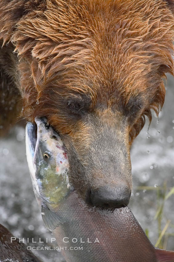 A brown bear eats a salmon it has caught in the Brooks River. Katmai National Park, Alaska, USA, Ursus arctos, natural history stock photograph, photo id 17321