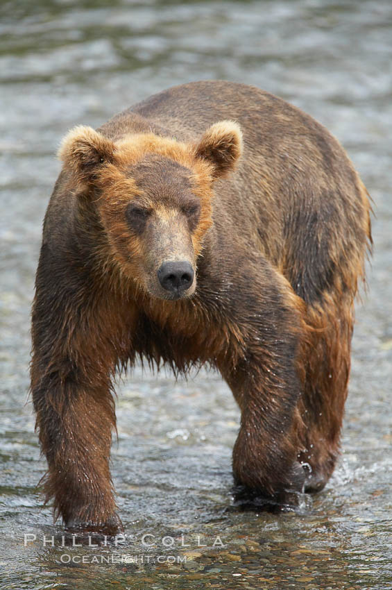 Brown bear (grizzly bear). Brooks River, Katmai National Park, Alaska, USA, Ursus arctos, natural history stock photograph, photo id 17042