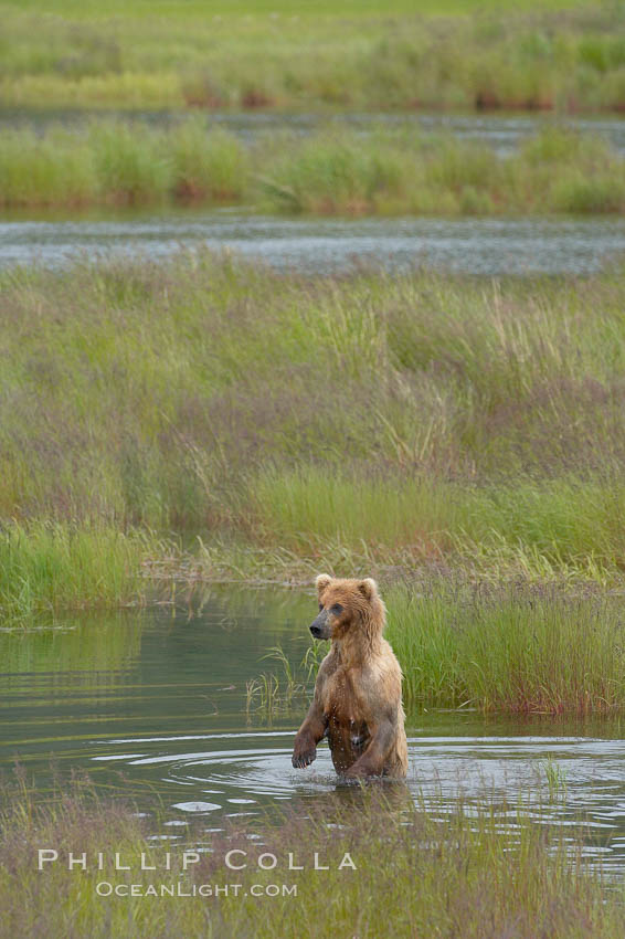Brown bear walks through the marshes that skirt the Brooks River. Katmai National Park, Alaska, USA, Ursus arctos, natural history stock photograph, photo id 17070