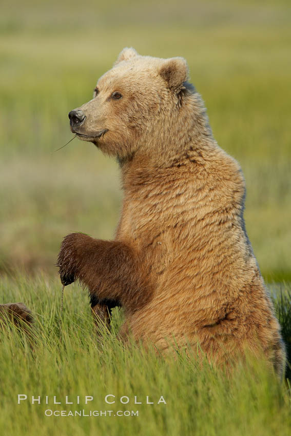 A brown bear mother (sow) stands in tall sedge grass to look for other approaching bears that may be a threat to her cubs. Lake Clark National Park, Alaska, USA, Ursus arctos, natural history stock photograph, photo id 19258