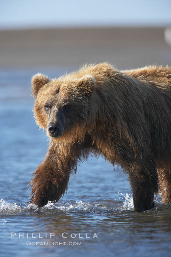 Coastal brown bear forages for salmon returning from the ocean to Silver Salmon Creek.  Grizzly bear. Lake Clark National Park, Alaska, USA, Ursus arctos, natural history stock photograph, photo id 19274
