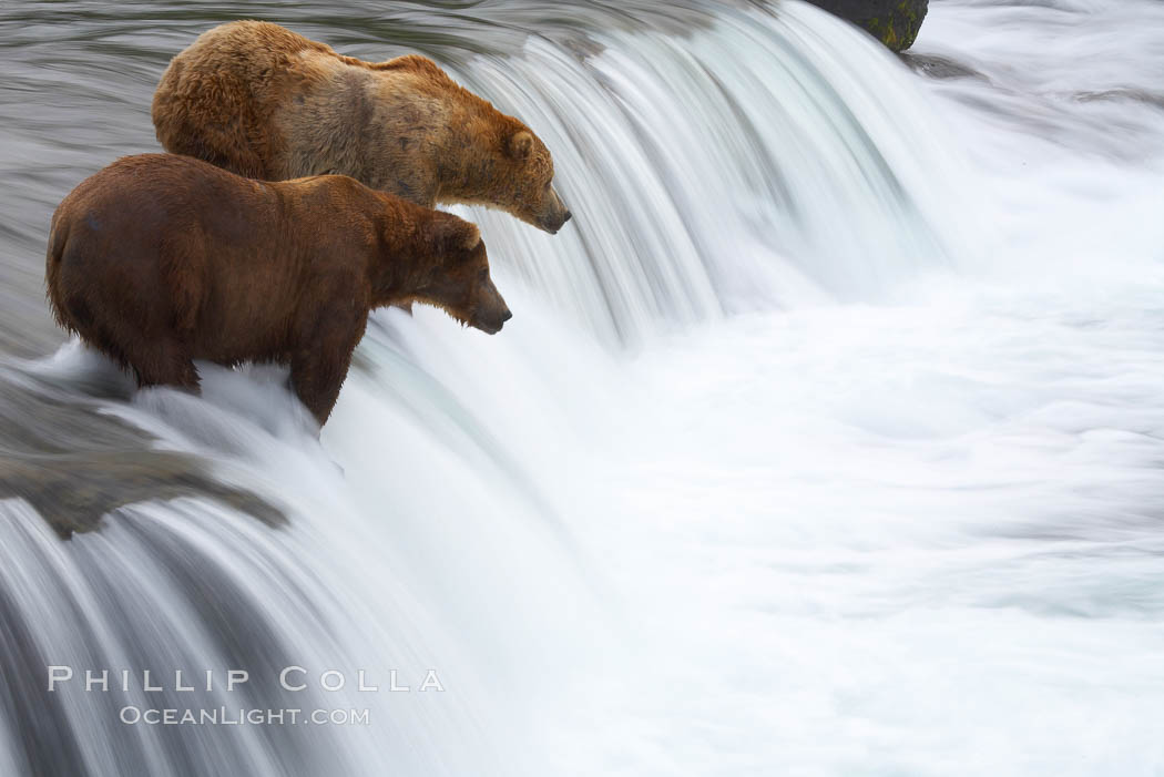 Two brown bears wait for salmon at Brooks Falls. Blurring of the water is caused by a long shutter speed. Brooks River. Katmai National Park, Alaska, USA, Ursus arctos, natural history stock photograph, photo id 17048