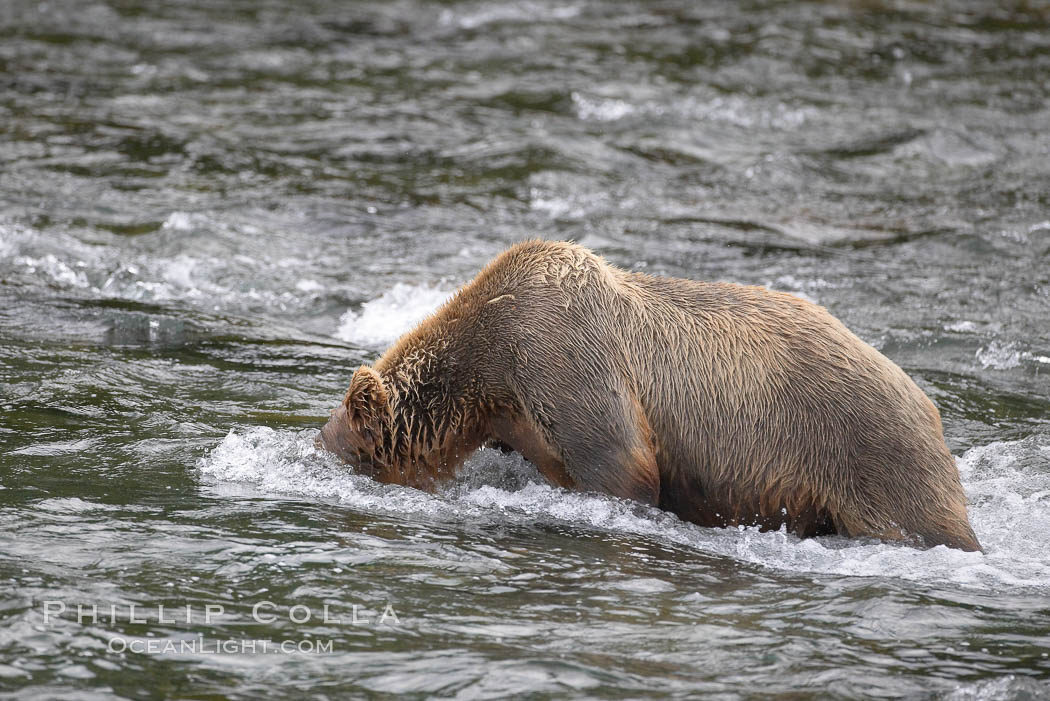 Brown bear (grizzly bear) snorkeling in the Brooks River, looking for salmon. Katmai National Park, Alaska, USA, Ursus arctos, natural history stock photograph, photo id 17072