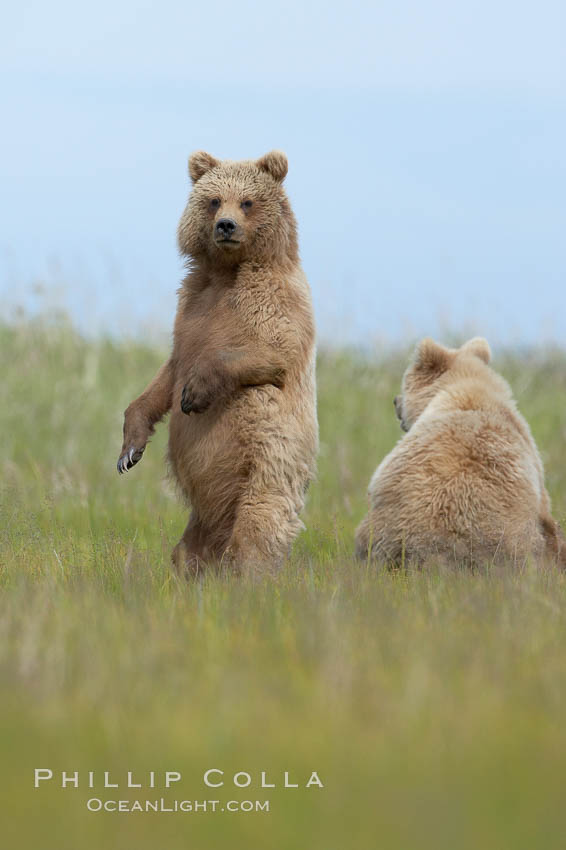 Brown bear cubs, one and a half years old. Lake Clark National Park, Alaska, USA, Ursus arctos, natural history stock photograph, photo id 19248