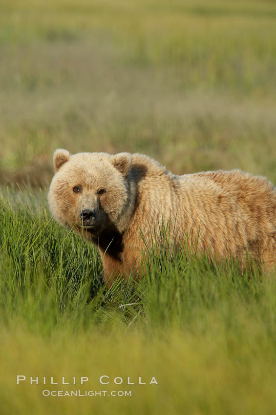 Brown bear (grizzly bear). Lake Clark National Park, Alaska, USA, Ursus arctos, natural history stock photograph, photo id 19260