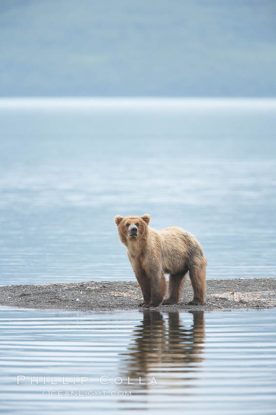 Brown bear walks along the edge of Brooks Lake. Brooks River, Katmai National Park, Alaska, USA, Ursus arctos, natural history stock photograph, photo id 17063