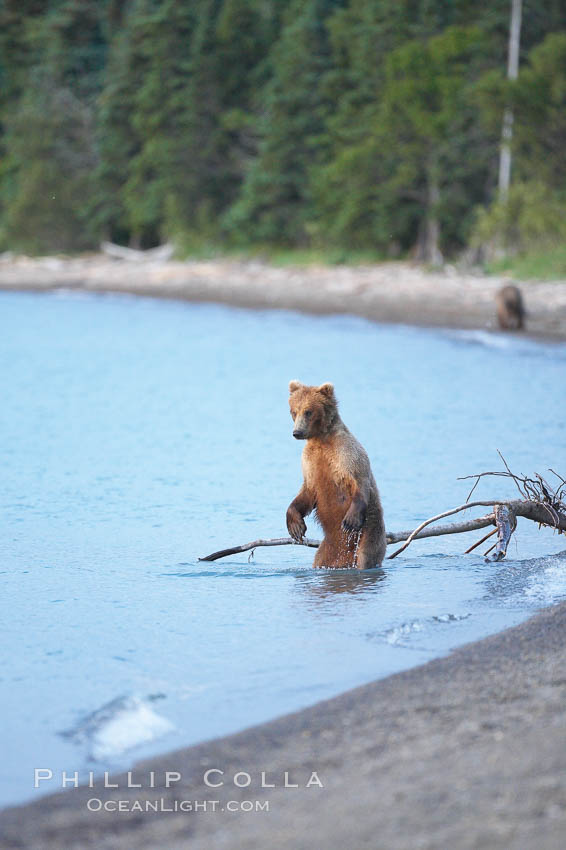 Brown bear walks along the edge of Brooks Lake. Brooks River, Katmai National Park, Alaska, USA, Ursus arctos, natural history stock photograph, photo id 17067