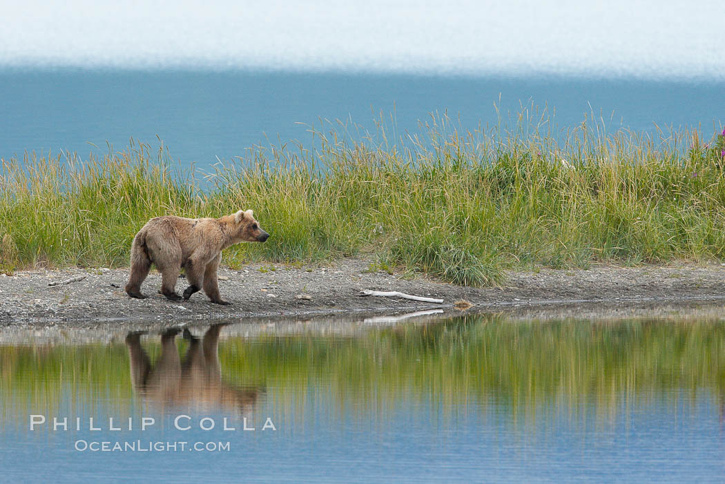 Brown bear is reflected in the Brooks River along the edge of Brooks Lake. Katmai National Park, Alaska, USA, Ursus arctos, natural history stock photograph, photo id 17071