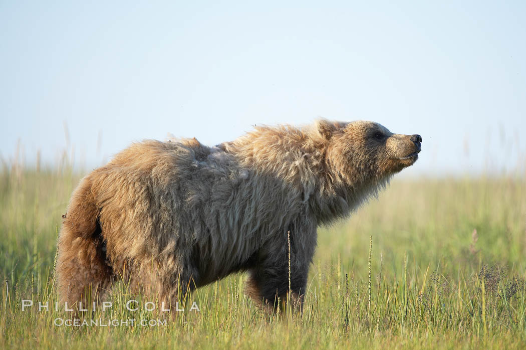 Young coastal brown bear in sedge grass meadow. Lake Clark National Park, Alaska, USA, Ursus arctos, natural history stock photograph, photo id 19243