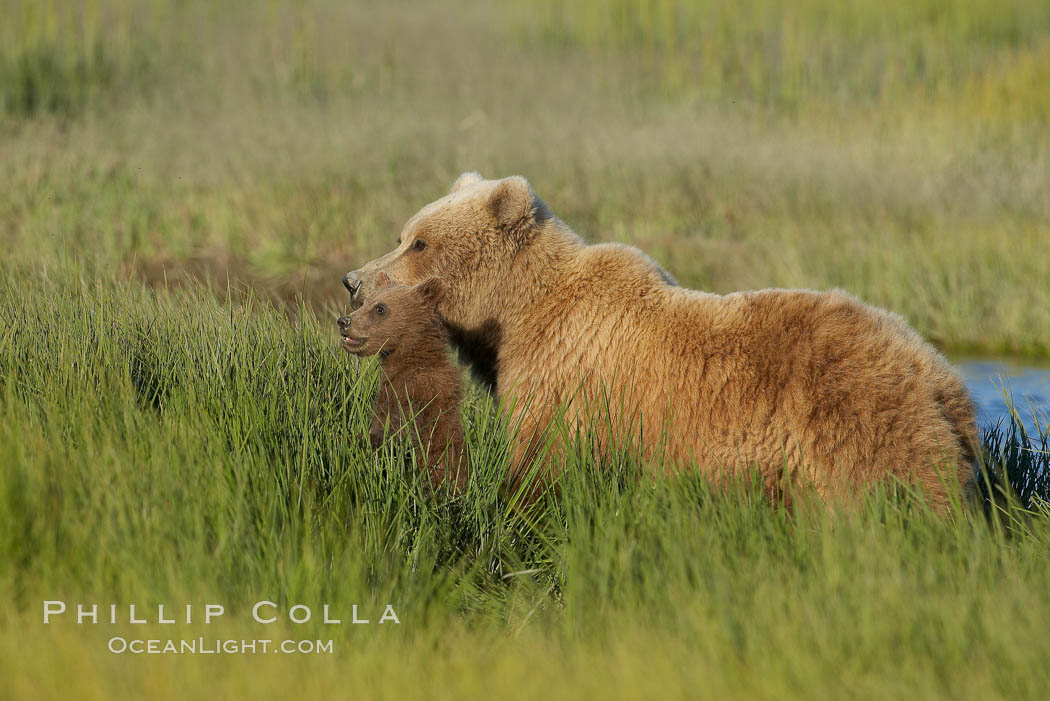 Female mother brown bear sow and spring cub in tall sedge grass. Lake Clark National Park, Alaska, USA, Ursus arctos, natural history stock photograph, photo id 19259