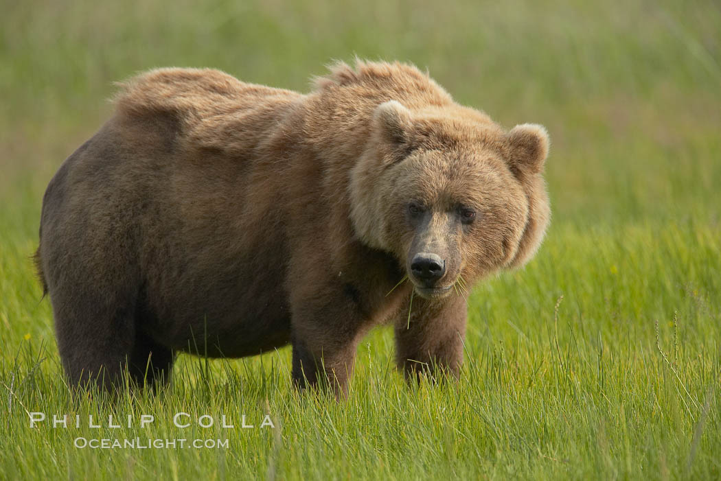Coastal brown bear in meadow.  The tall sedge grasses in this coastal meadow are a food source for brown bears, who may eat 30 lbs of it each day during summer while waiting for their preferred food, salmon, to arrive in the nearby rivers. Lake Clark National Park, Alaska, USA, Ursus arctos, natural history stock photograph, photo id 19279