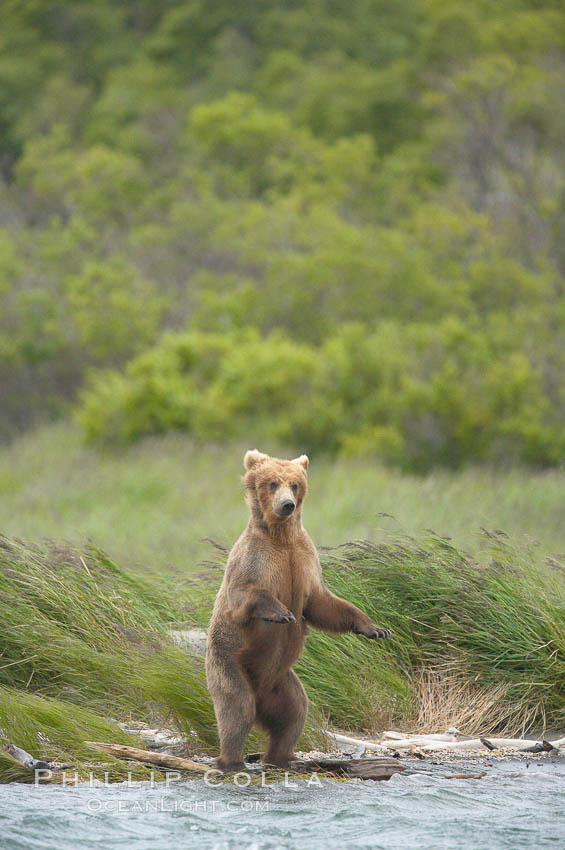 Brown bear walks through the marshes that skirt the Brooks River. Katmai National Park, Alaska, USA, Ursus arctos, natural history stock photograph, photo id 17065