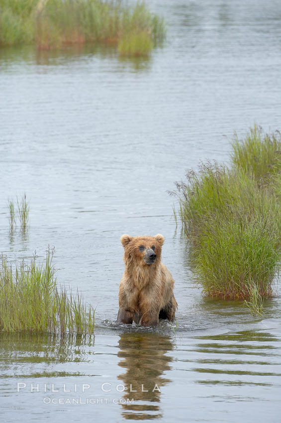Brown bear walks through the marshes that skirt the Brooks River. Katmai National Park, Alaska, USA, Ursus arctos, natural history stock photograph, photo id 17069