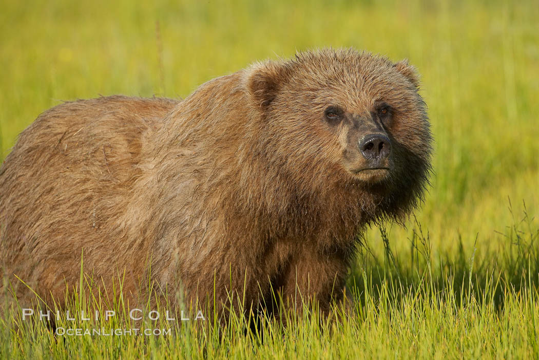 Portrait of a young brown bear, pausing while grazing in tall sedge grass.  Brown bears can consume 30 lbs of sedge grass daily, waiting weeks until spawning salmon fill the rivers. Lake Clark National Park, Alaska, USA, Ursus arctos, natural history stock photograph, photo id 19245
